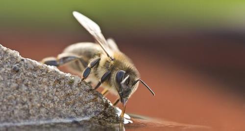 ۱۵ میلیون زنبور، قربانی قوانین برگزیت